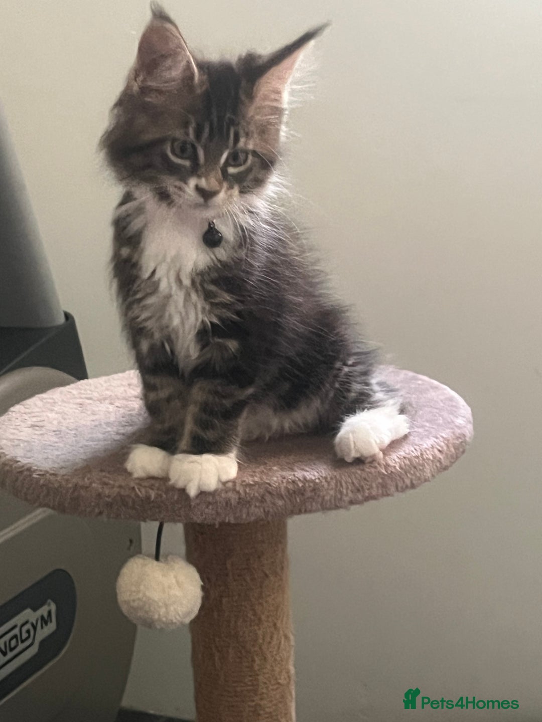 Maine Coon cats for sale: Maine Coon 1 Mackerel Tabby Boy Left Ready To Go - Image 5