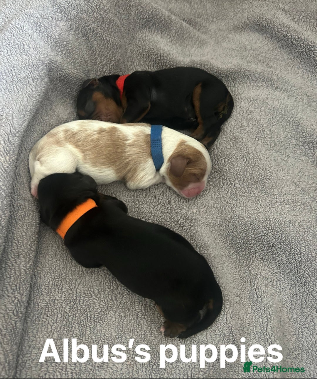 Cavalier King Charles Spaniel dogs for stud: KC Reg Health Tested Proven Cavalier King Charles in Salisbury - Advert 11