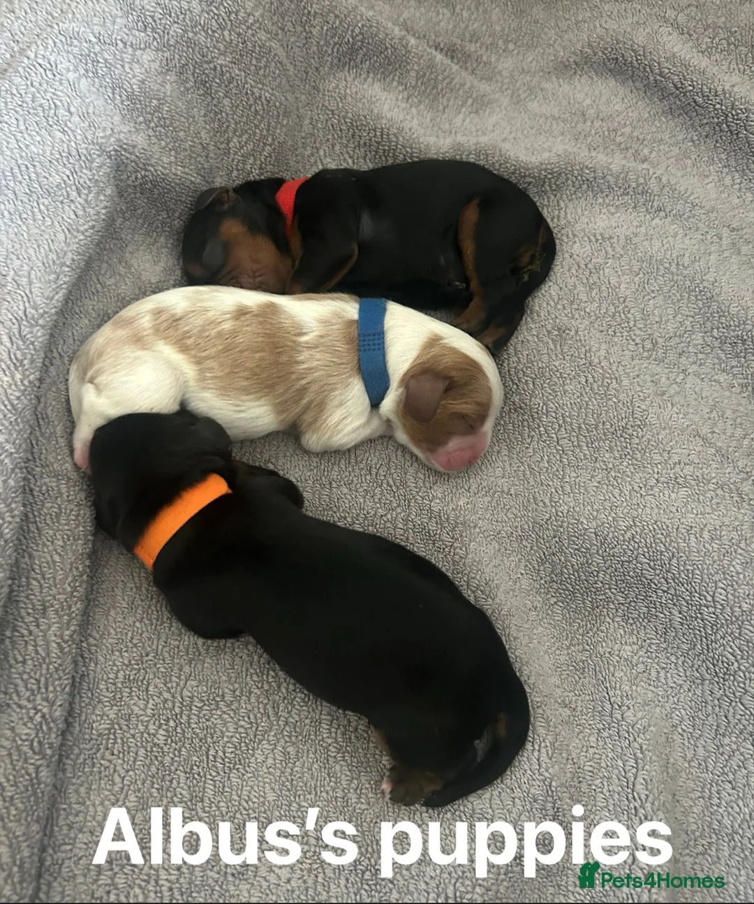 Cavalier King Charles Spaniel dogs for stud: KC Reg Health Tested Proven Cavalier King Charles in Salisbury - Advert 11