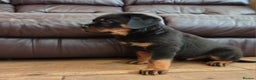 Rottweiler dogs for sale: MASSIVE ROTTWEILER PUPPIES  - Advert 17