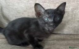 Serengeti cats for sale: Handsome tica reg black smoke male  - Image 7
