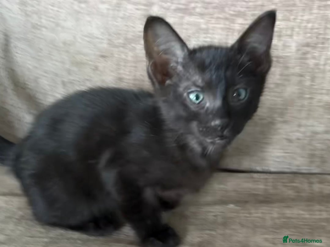 Serengeti cats for sale: Handsome tica reg black smoke male  - Image 7