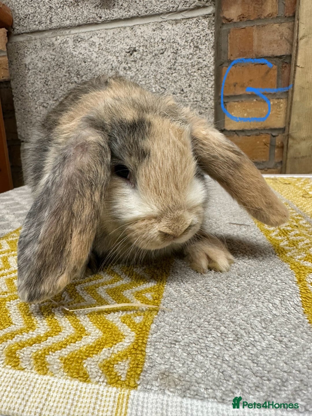 Mini Lop rabbits for sale: Mini Lop Rabbits For Sale  - Advert 1