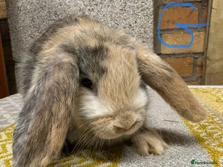 Mini Lop rabbits Mini Lop Rabbits For Sale - Advert 1