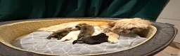 Shih Tzu dogs for sale: Stunning Shih Tzu Puppies – Ready for Loving Homes - Advert 2