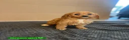 Cavapoo dogs for sale: Beautiful Cavapoo Puppies🐶❤️ - Advert 13