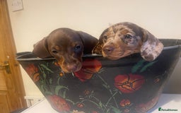 Dachshund dogs for sale: Beautiful litter of 7 dachshund puppies - Image 5