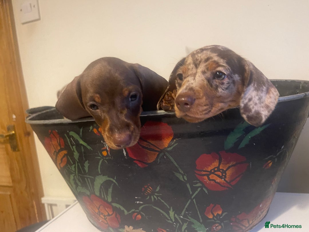 Dachshund dogs for sale: Beautiful litter of 7 dachshund puppies - Image 5