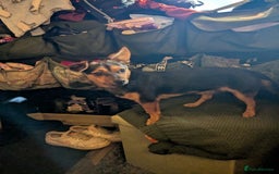 Patterjack dogs for sale: Rosie  - Advert 2