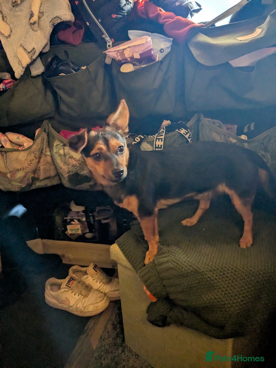 Patterjack dogs for sale: Rosie  - Advert 2