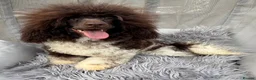 Toy Poodle dogs for stud: KC REG EXTENSIVELY HEALTH TESTED PARTI STUD  - Advert 2