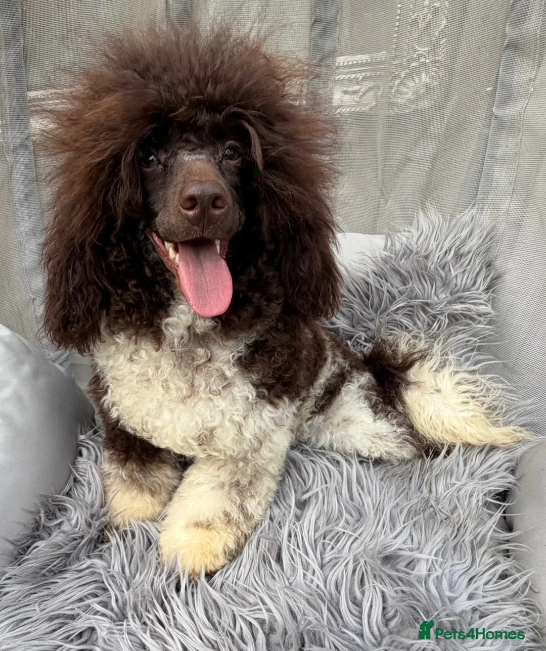 Toy Poodle dogs for stud: KC REG EXTENSIVELY HEALTH TESTED PARTI STUD  - Advert 2