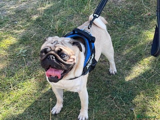 Pug dogs KC registered 5th generation pedigree pug - Advert 17