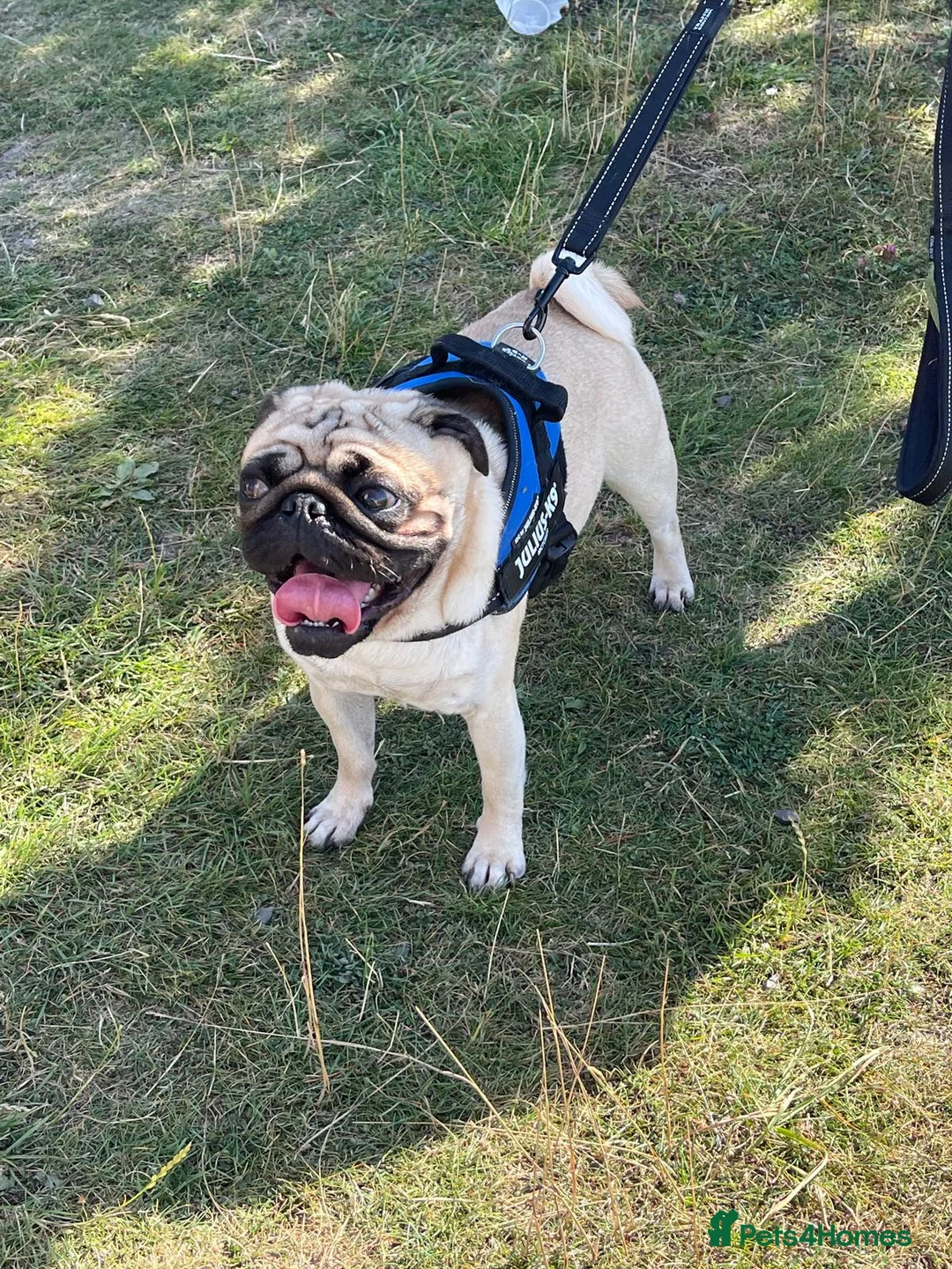 Pug dogs for stud: KC registered 5th generation pedigree pug - Advert 2