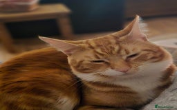 Mixed Breed cats for sale: The Fab Four - Advert 8