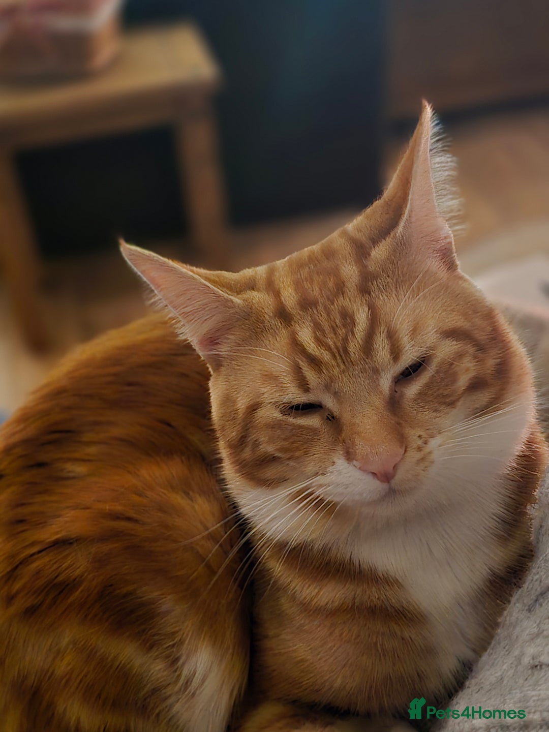 Mixed Breed cats for sale: The Fab Four - Advert 8