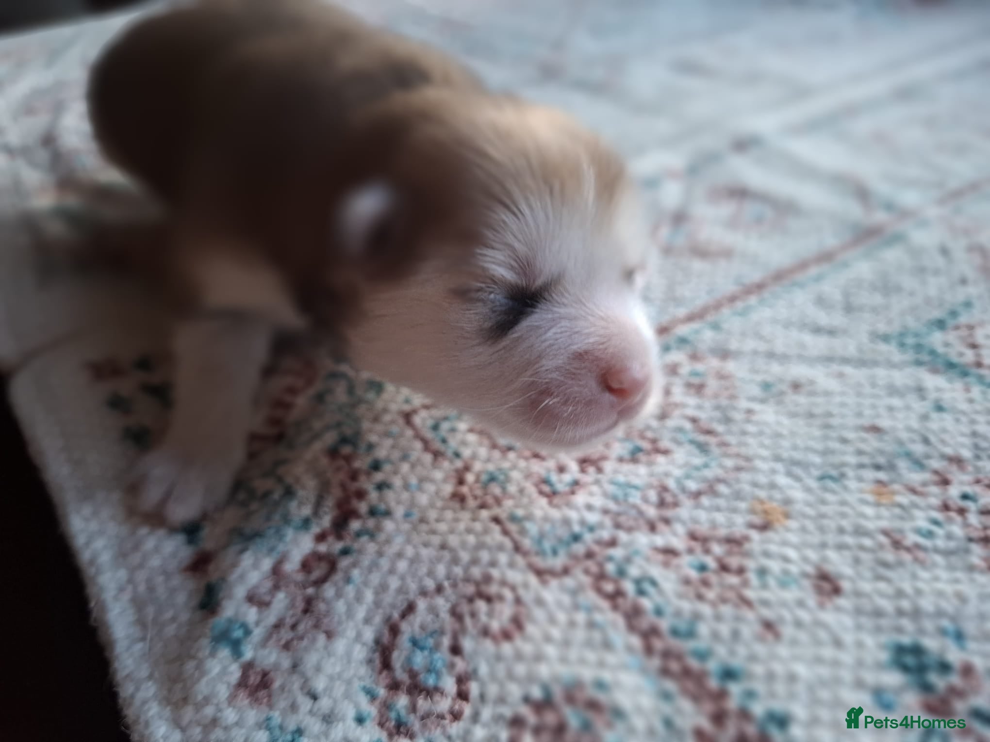 Pomsky dogs for sale: Beautiful Pomsky Puppies 3 Girls & 1 Boy Available in Carlisle - Advert 7