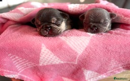 French Bulldog dogs for sale: Chunky French bulldog puppies  - Image 33