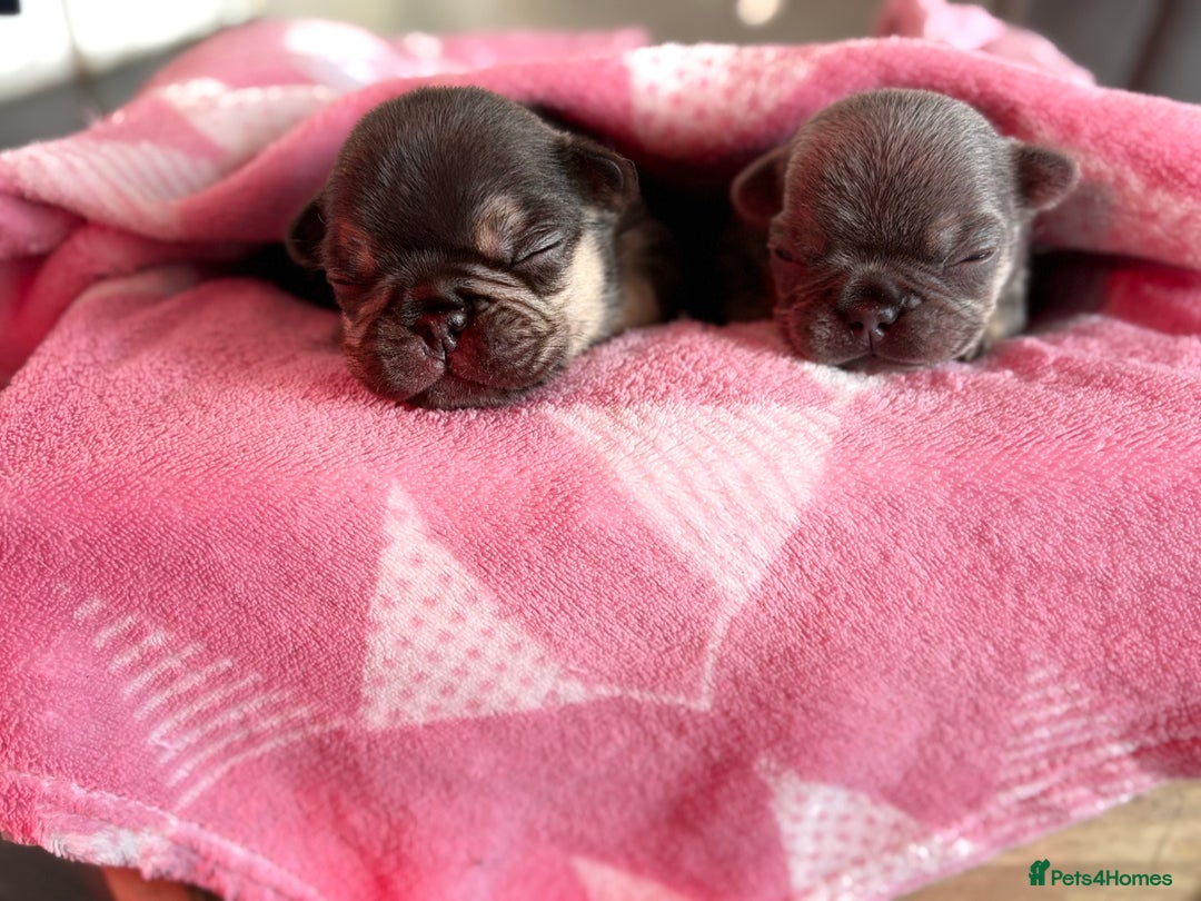 French Bulldog dogs for sale: Chunky French bulldog puppies  - Image 33