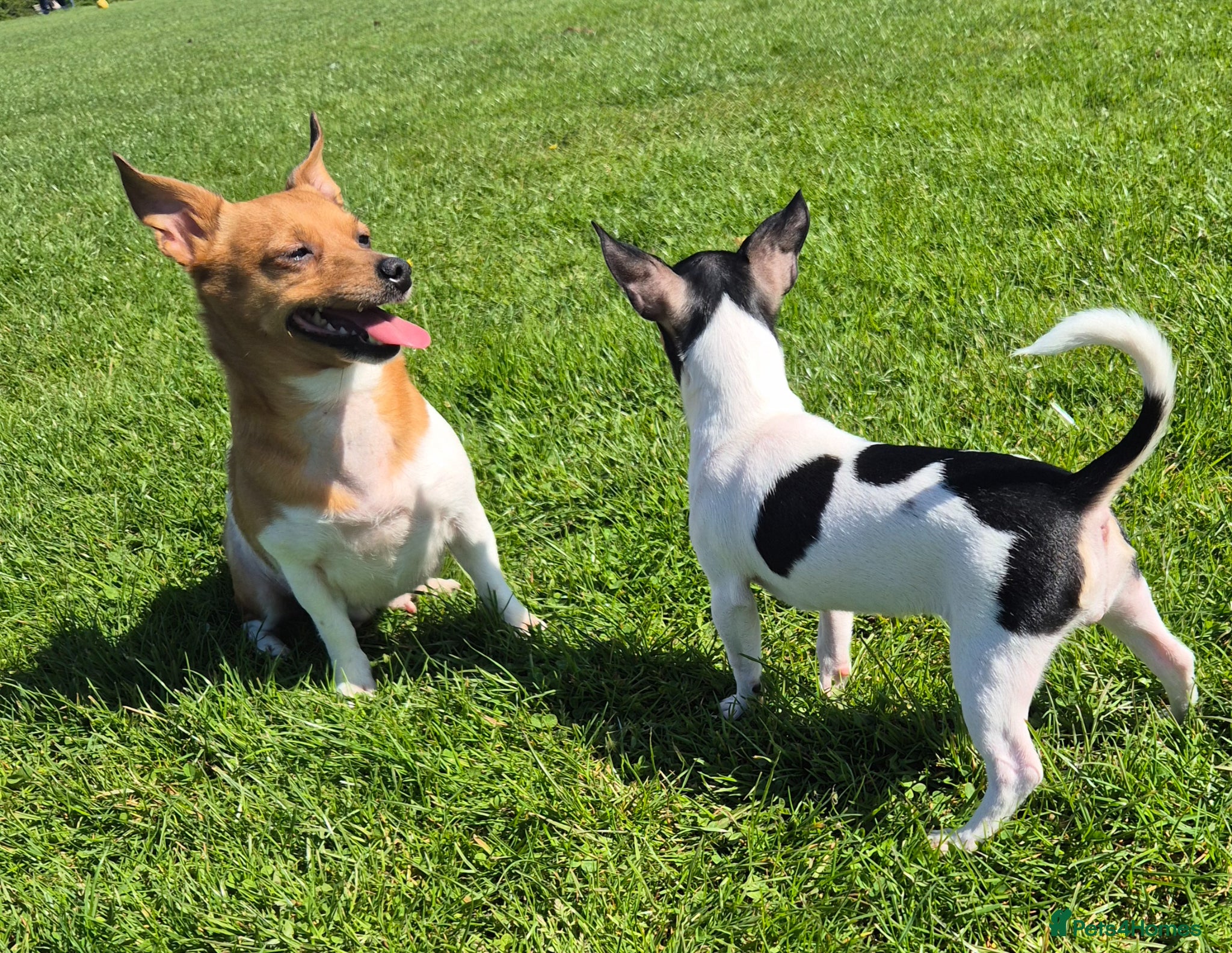 Mixed Breed dogs Jack Russell x Mini Pinscher - Advert 1