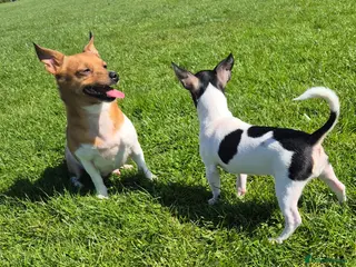 Mixed Breed dogs Jack Russell x Mini Pinscher - Advert 2