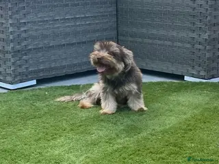 Yorkshire Terrier dogs Chocolate girl Yorkie - Advert 1