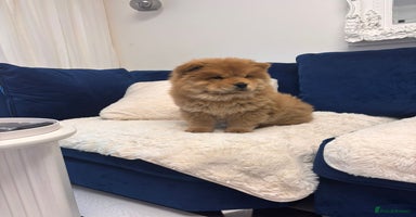 Chow Chow dogs - Advert 4