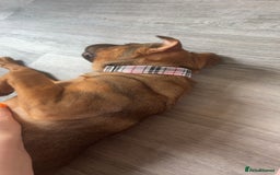 Mixed Breed dogs for sale: Rehoming male and female - Image 16
