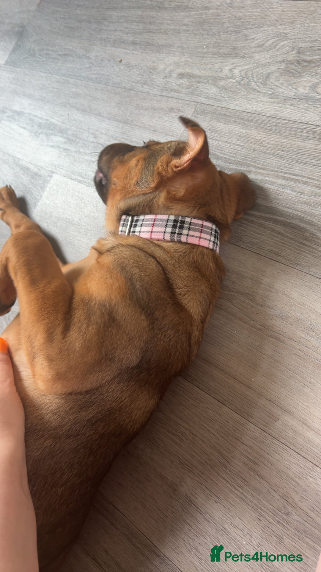 Mixed Breed dogs for sale: Rehoming male and female - Image 16