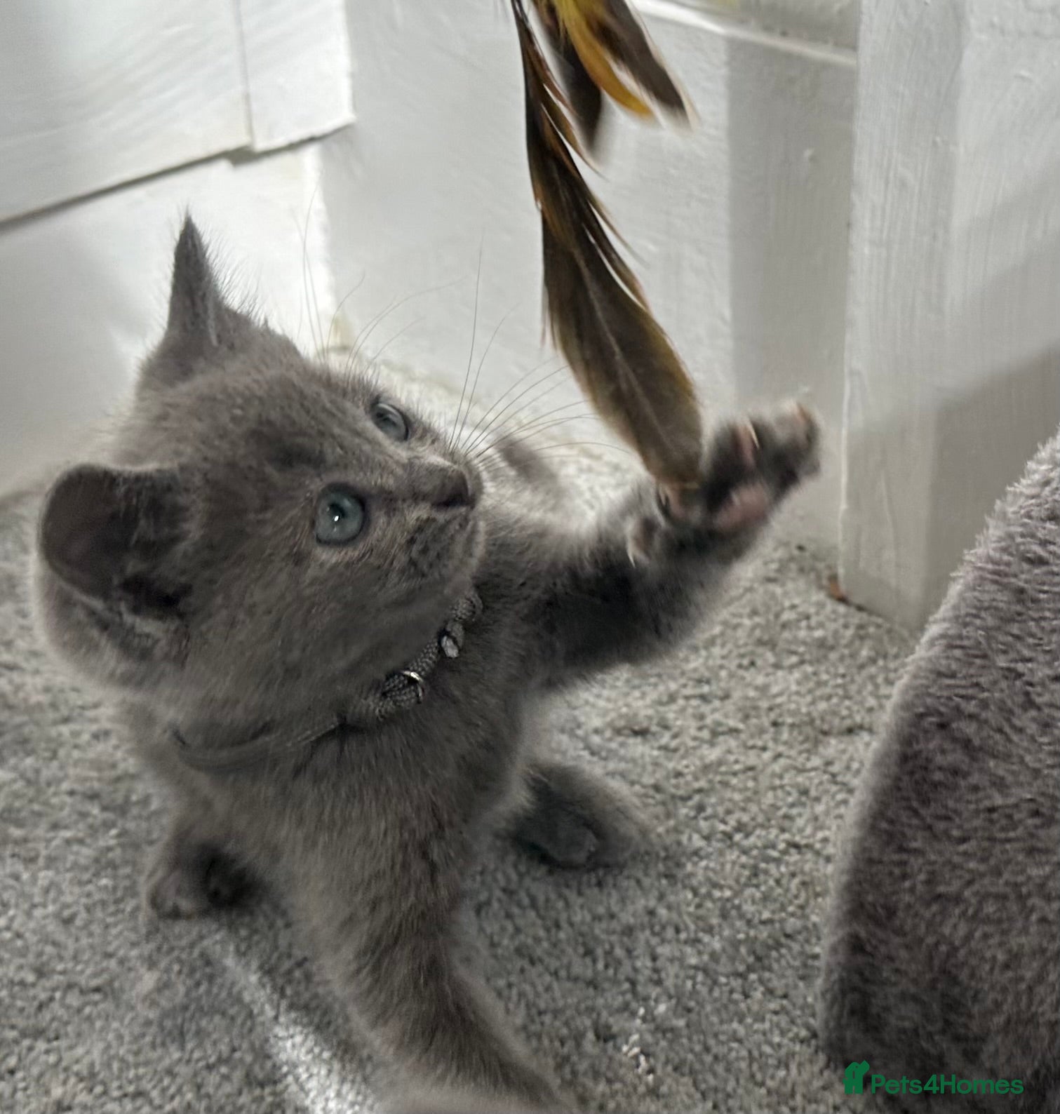 Russian Blue cats Russian Blue kittens  - Advert 14