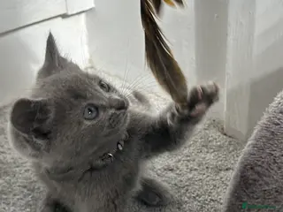 Russian Blue cats Russian Blue kittens - Advert 16