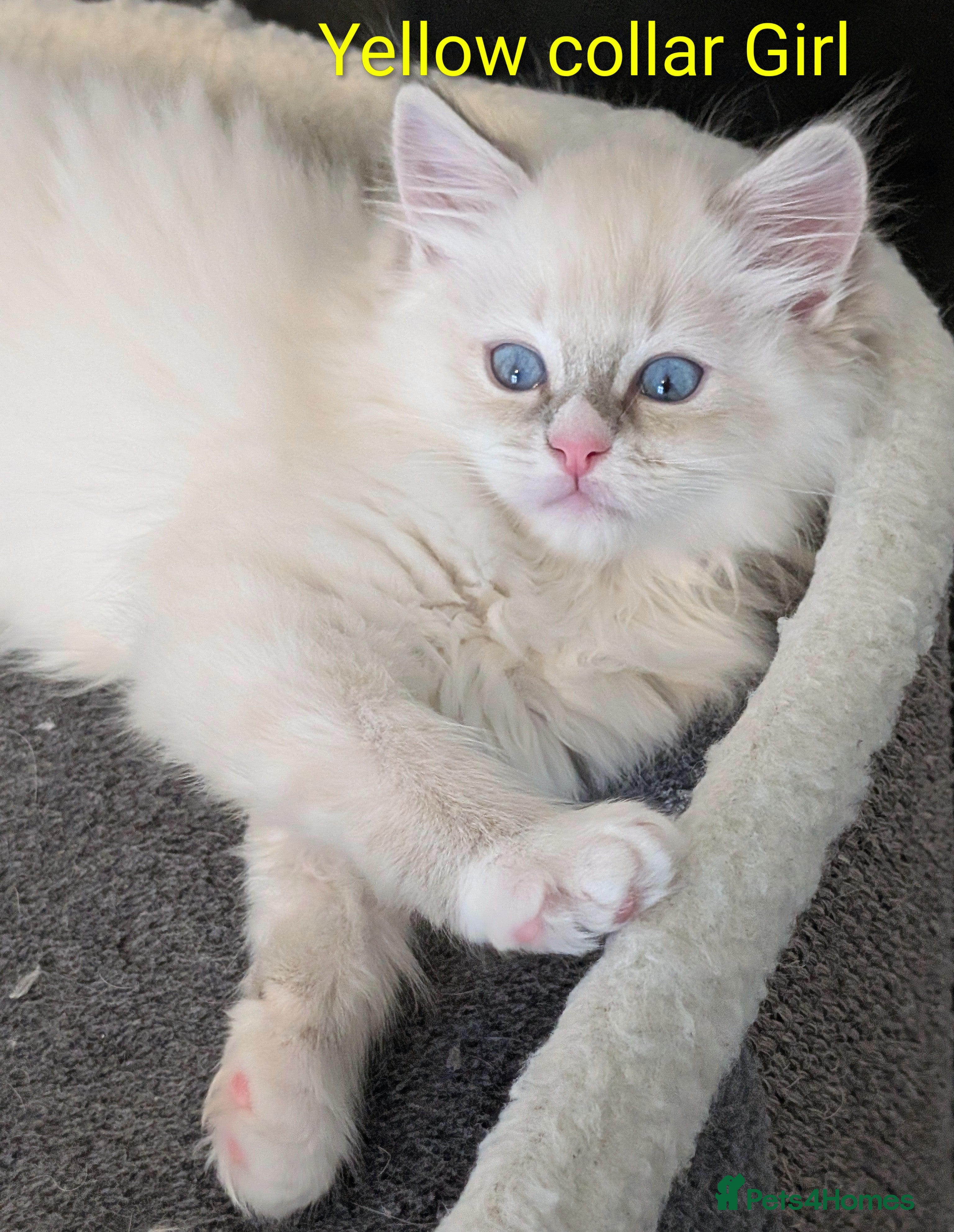 Ragdoll cats Grand champion lines TICA Ragdoll kittens  - Advert 1