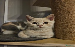 British Shorthair cats for sale: Last gorgeous boy left - Image 15