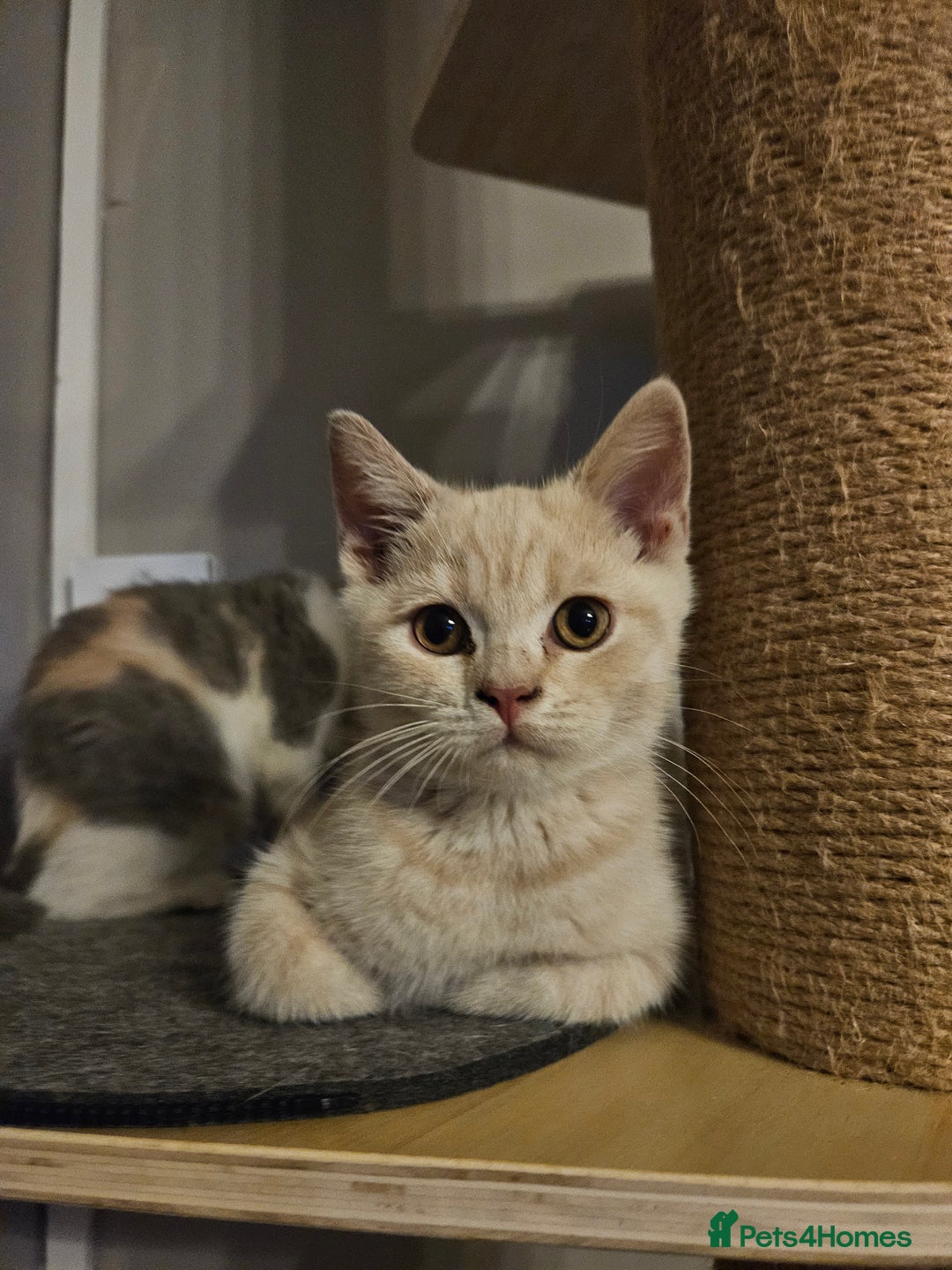British Shorthair cats for sale: Last gorgeous boy left - Image 15