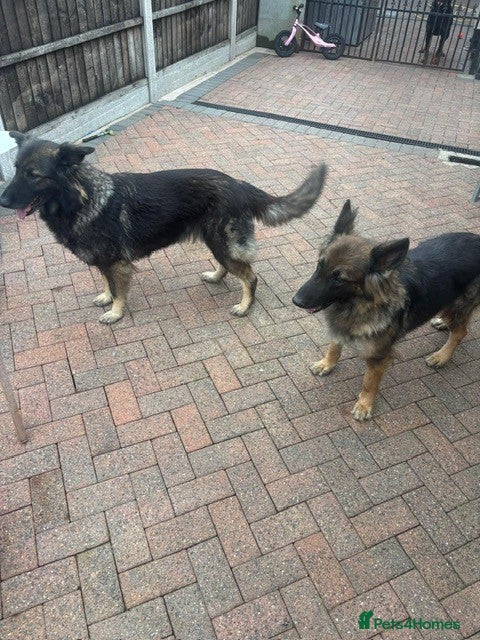 German Shepherd dogs 2 beautiful German Shepherd sisters - Advert 2