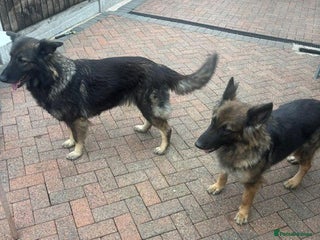 German Shepherd dogs 2 beautiful German Shepherd sisters - Advert 2
