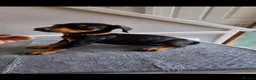 Dobermann dogs for sale: Doberman puppy's  - Advert 2