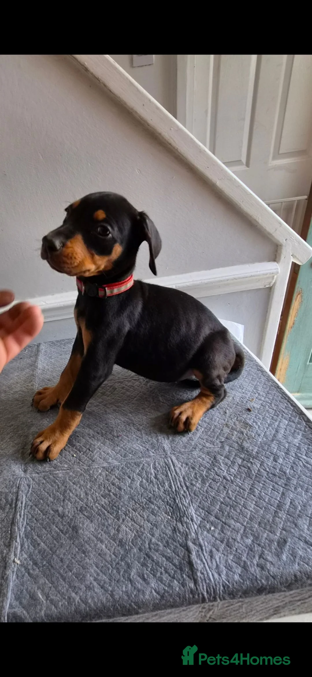 Dobermann dogs for sale: Doberman puppy's  - Advert 2