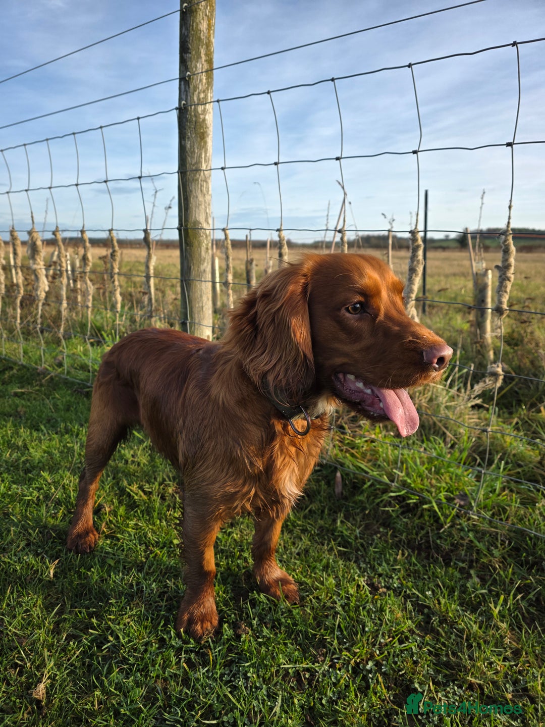 Cocker Spaniel dogs for sale: 11 months old Cocker Spaniel Bentley - Advert 10