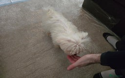Bichon Frise dogs for sale: Bichon Frise Puppy Looking for a Loving Home - Image 10