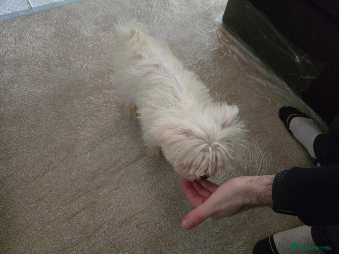Bichon Frise dogs for sale: Bichon Frise Puppy Looking for a Loving Home - Image 10