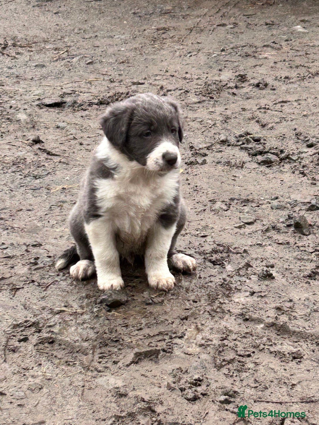 Border Collie dogs for sale: Sheepdog puppies - Advert 2