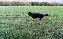 German Shepherd dogs for sale: German Shepherd Dog for sale - Female - Image 2