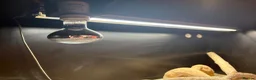 Bearded Dragon reptiles for sale: Full setup + bearded dragons  in Kingston upon Thames - Advert 5