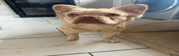 French Bulldog dogs for sale: Fluffy French Bulldog - Advert 2