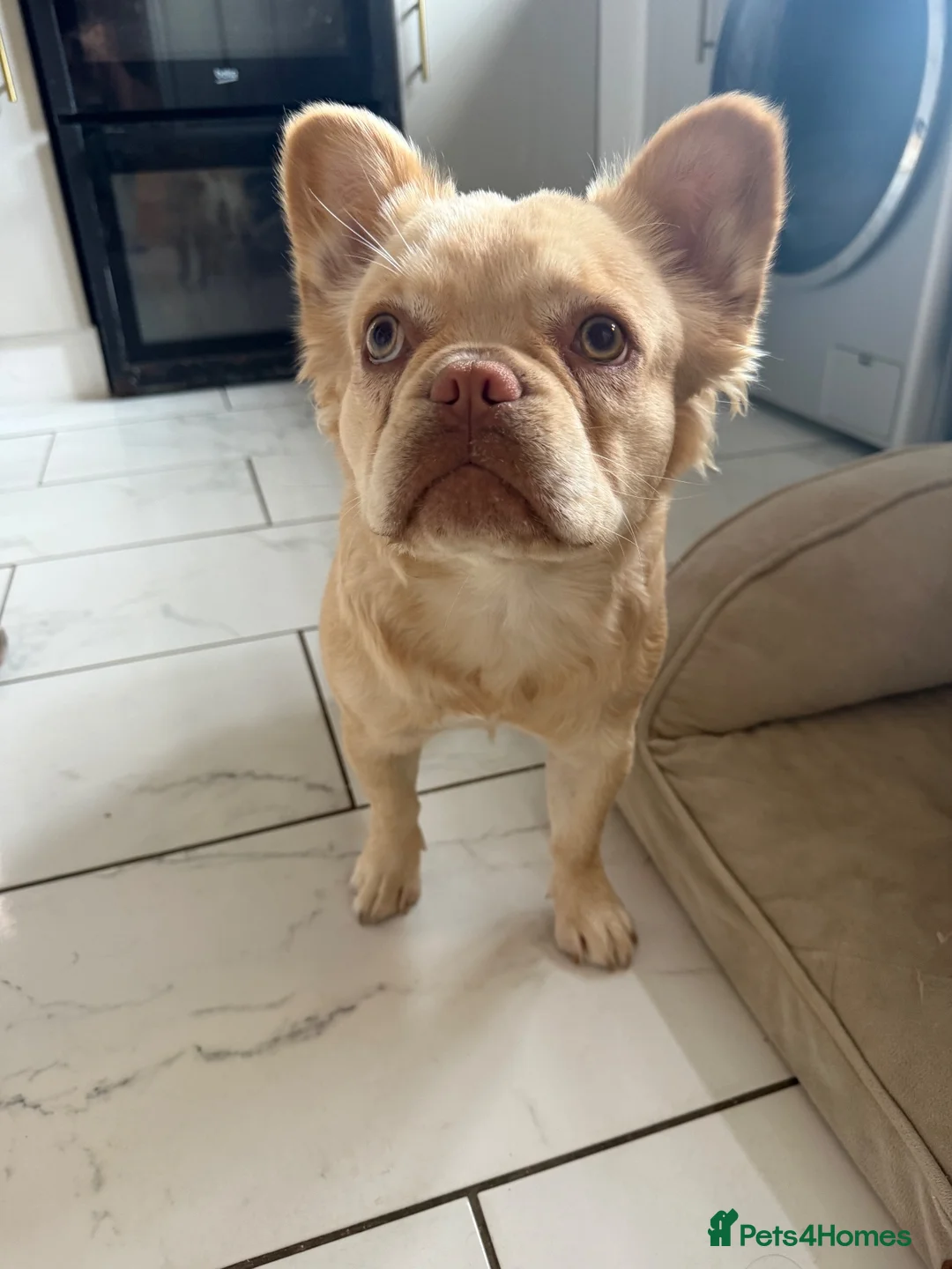 French Bulldog dogs for sale: Fluffy French Bulldog - Advert 2