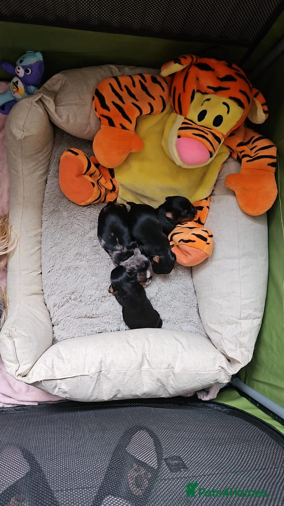 Yorkshire Terrier dogs for sale: Beautiful little Girl 💕Tiny Yorkshire Terrier  - Advert 25