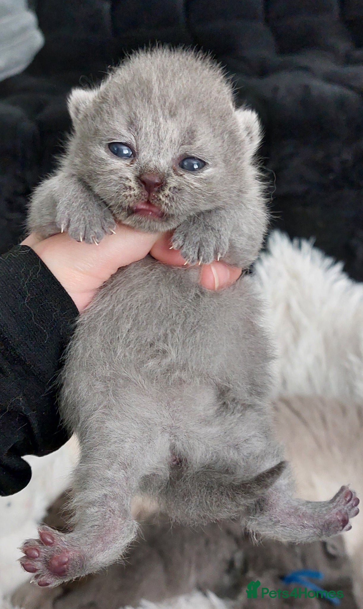 British Shorthair cats 🏆❤️‍🔥PRESTIGIOUS🌟CHAMPIONS🏆🐻🐾 - Advert 1