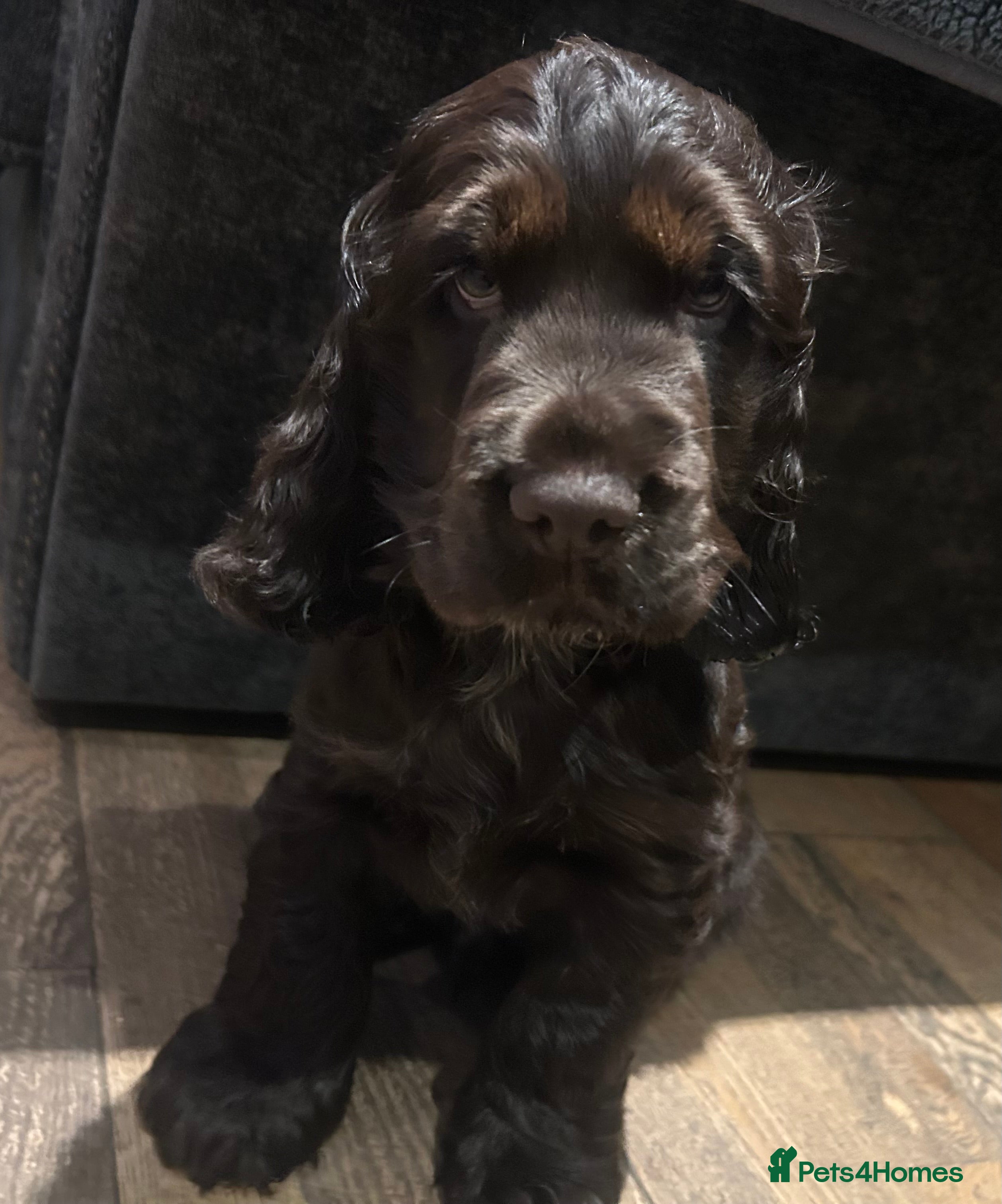 Cocker Spaniel dogs Show cocker spaniel puppies 💚READY NOW💚 - Advert 18