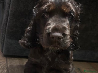 Cocker Spaniel dogs Show cocker spaniel puppies 💚READY NOW💚 - Advert 18
